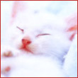 Rosali_Heyl